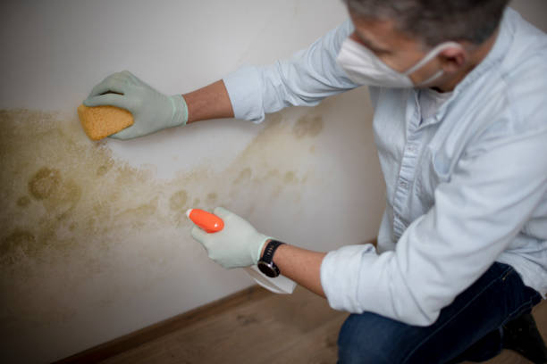 Best Residential Mold Remediation in Atlantic Highlands, NJ