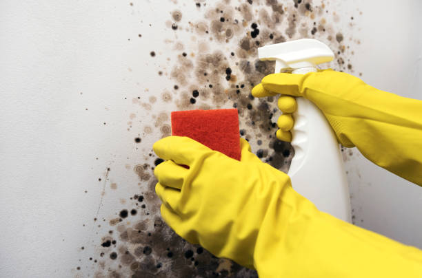Best White Mold Remediation in Atlantic Highlands, NJ