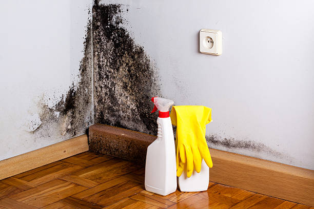 Best Commercial Mold Remediation in Atlantic Highlands, NJ
