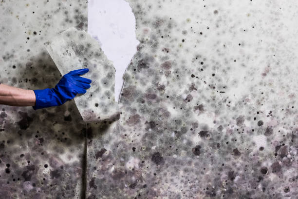 Best Mold Testing and Inspection Services in Atlantic Highlands, NJ